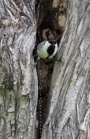 Turkestan Tit (Parus major bokharensis) photo