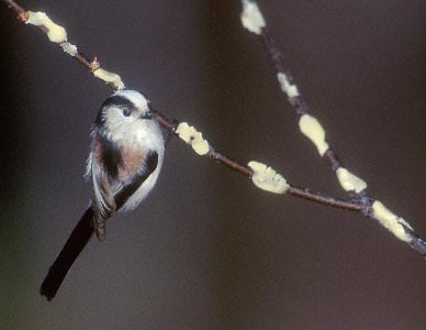 Long-tailed Tit (Aegithalos caudatus) photo image