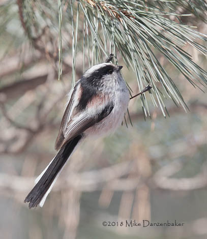 Long-tailed Tit (Aegithalos caudatus) photo image