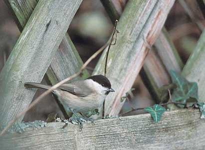Marsh Tit (Poecile palustris) photo image