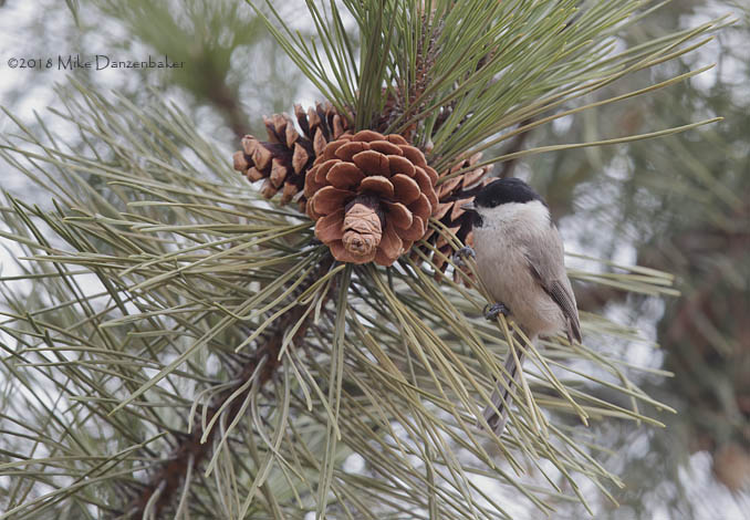 Marsh Tit (Poecile palustris) photo image