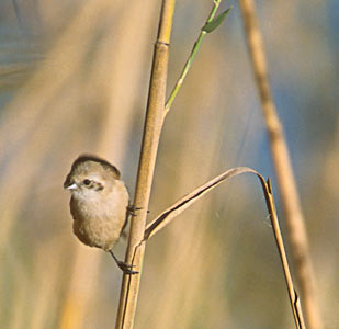Eurasian Penduline-Tit (Remiz pendulinus) photo image