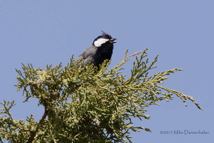Rufous-naped Tit (Periparus rufonuchalis) photo