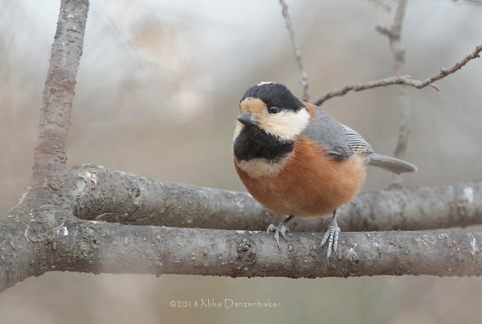 Varied Tit (Poecile varius) photo