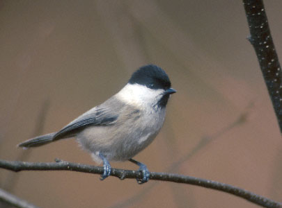 Willow Tit (Poecile montanus) photo image