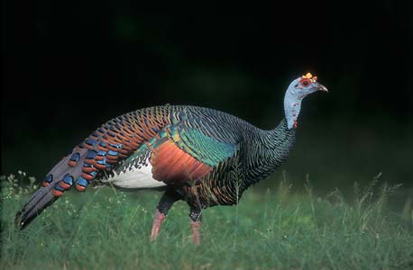 Ocellated Turkey (Meleagris ocellata) photo image
