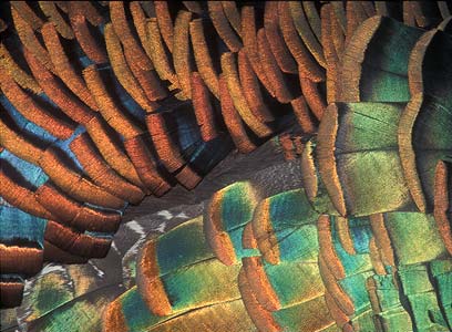 Ocellated Turkey (Meleagris ocellata) photo image