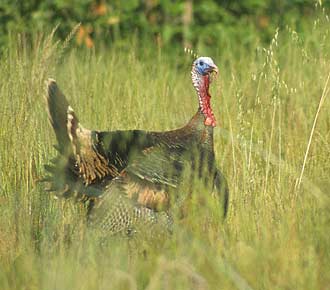 Wild Turkey (Meleagris gallopavo) photo image