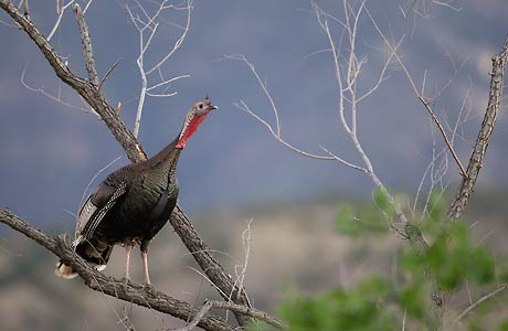 Wild Turkey (Meleagris gallopavo) photo image
