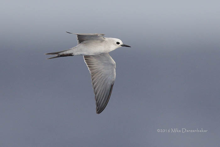 Blue Noddy (Procelsterna cerulea) photo image