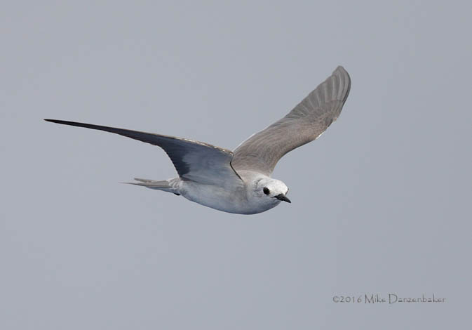 Blue Noddy (Procelsterna cerulea) photo image