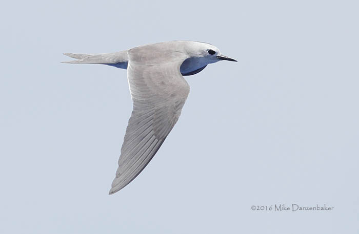 Blue Noddy (Procelsterna cerulea) photo