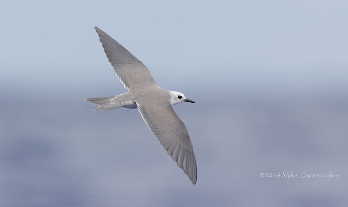 Blue Noddy (Procelsterna cerulea) photo image
