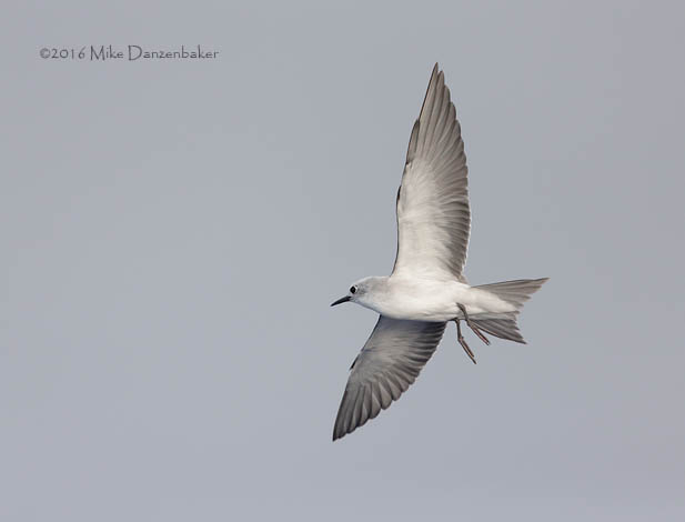 Blue Noddy (Procelsterna cerulea) photo image