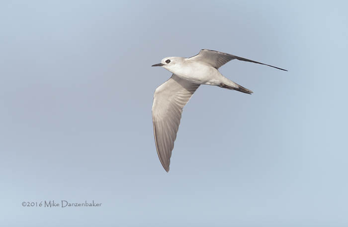Blue Noddy (Procelsterna cerulea) photo image