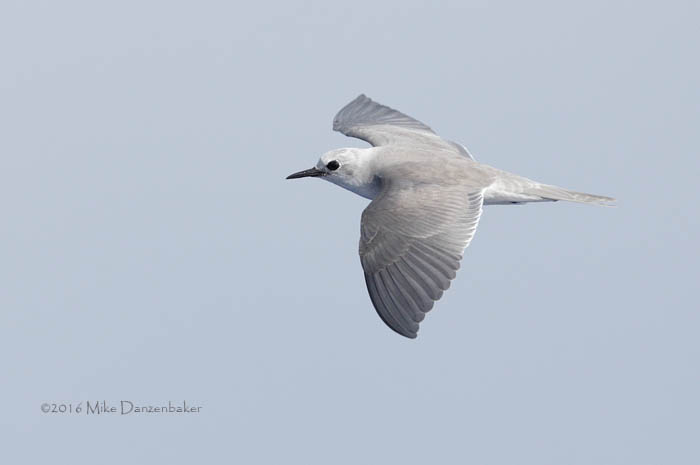 Blue Noddy (Procelsterna cerulea) photo