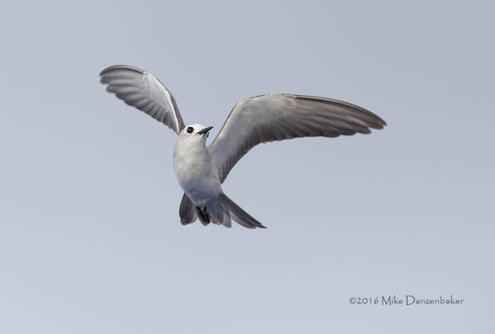 Blue Noddy (Procelsterna cerulea) photo image