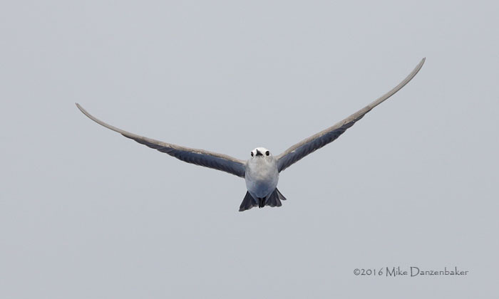 Blue Noddy (Procelsterna cerulea) photo image