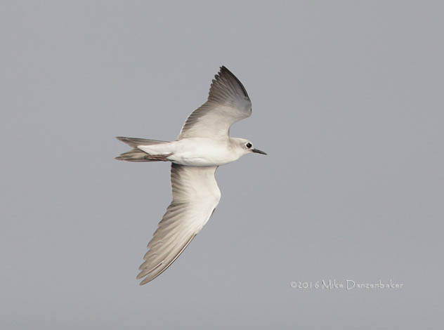 Blue Noddy (Procelsterna cerulea) photo image