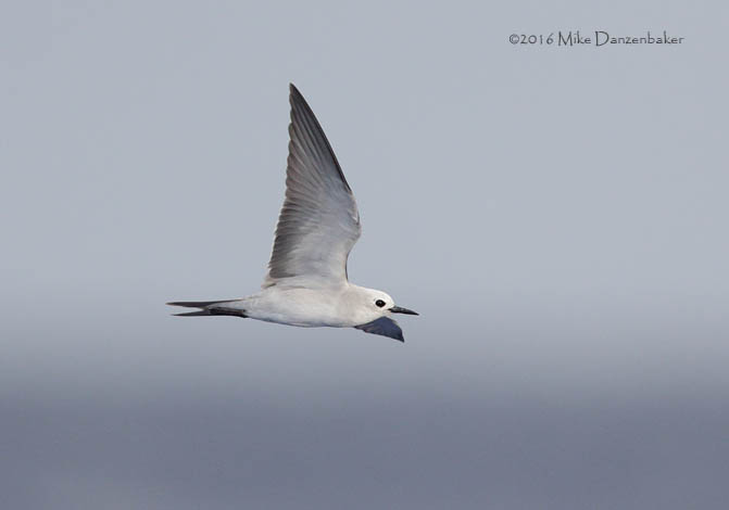 Blue Noddy (Procelsterna cerulea) photo image