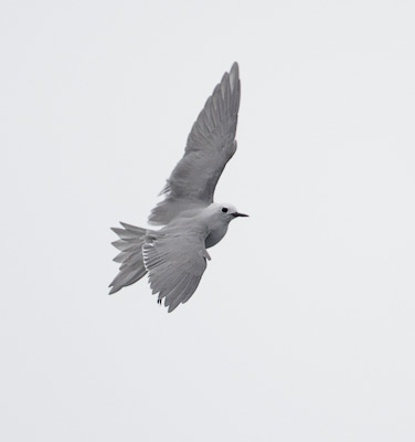 Grey Noddy (Procelsterna albivitta) photo image