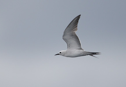 Grey Noddy (Procelsterna albivitta) photo image