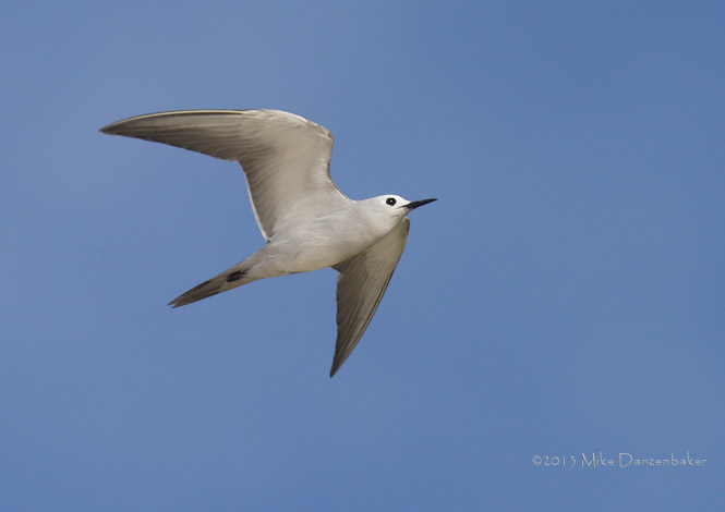 Grey Noddy (Procelsterna albivitta) photo