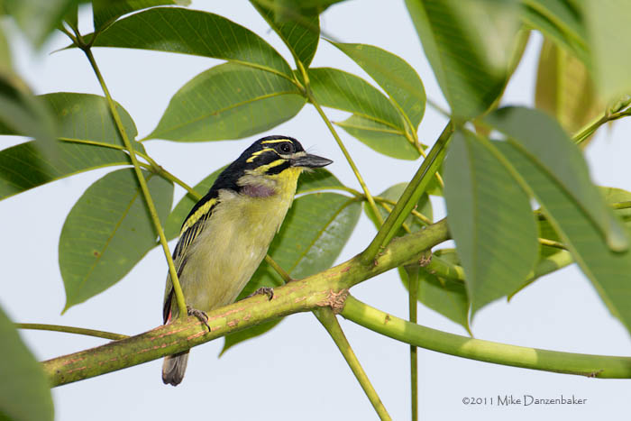 Red-rumped Tinkerbird (Pogoniulus atroflavus) photo