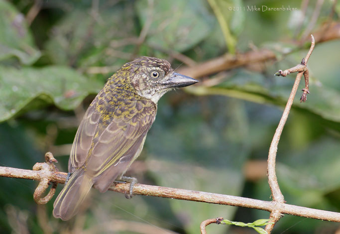 Speckled Tinkerbird (Pogoniulus scolopaceus) photo