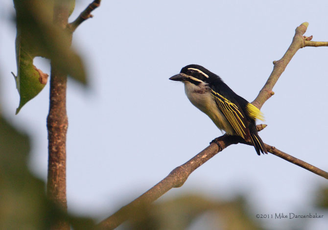 Yellow-rumped Tinkerbird (Pogoniulus bilineatus) photo image