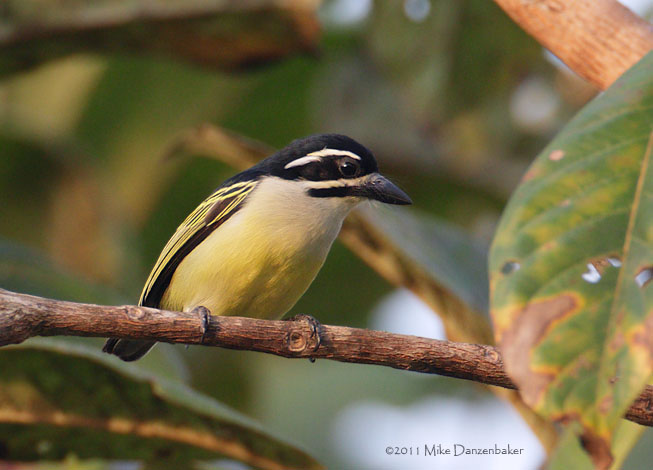 Yellow-rumped Tinkerbird (Pogoniulus bilineatus) photo image