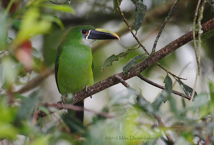 Andean Toucanet (Aulacorhynchus prasinus) photo image