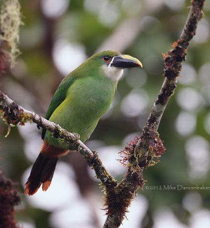 Andean Toucanet (Aulacorhynchus prasinus) photo image