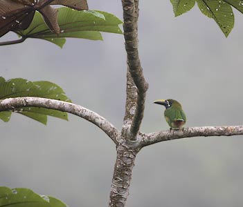 Blue-throated Toucanet (Aulacorhynchus caeruleogularis) photo image