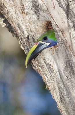 Blue-throated Toucanet (Aulacorhynchus prasinus) photo