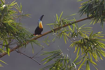 Channel-billed Toucan (Ramphastos vitellinus) photo image