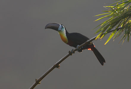 Channel-billed Toucan (Ramphastos vitellinus) photo image