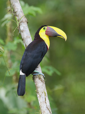 Chestnut-mandibled Toucan (Ramphastos swainsonii) photo image