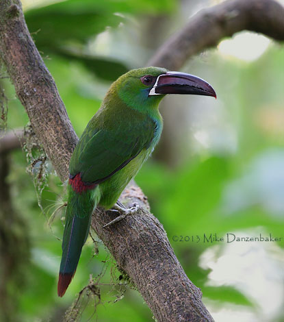 Crimson-rumped Toucanet (Aulacorhynchus haematopygus) photo image