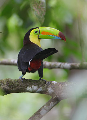 Keel-billed Toucan (Ramphastos sulfuratus) photo