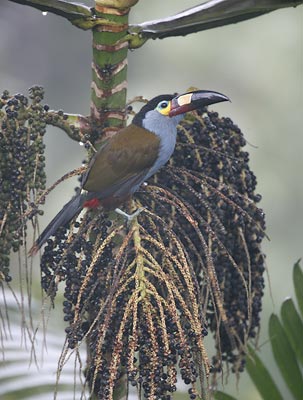 Plate-billed Mountain-Toucan (Andigena laminirostris) photo