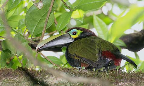 Yellow-eared Toucanet (Selenidera spectabilis) photo