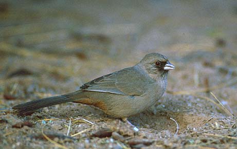 Abert's Towhee (Melozone aberti) photo image