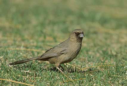 Abert's Towhee (Melozone aberti) photo image