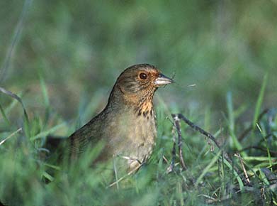 California Towhee (Melozone crissalis) photo image