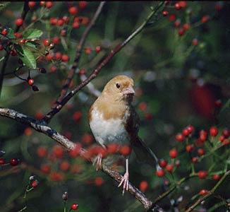 Eastern Towhee (Pipilo erythrophthalmus) photo image