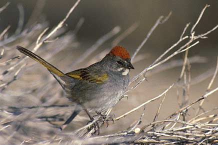 Green-tailed Towhee (Pipilo chlorurus) photo image