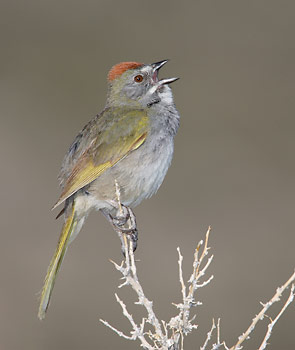 Green-tailed Towhee (Pipilo chlorurus) photo image