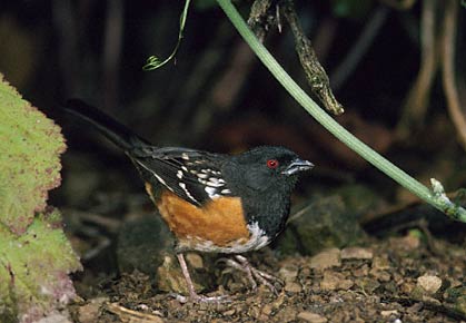 Spotted Towhee (Pipilo maculatus) photo image