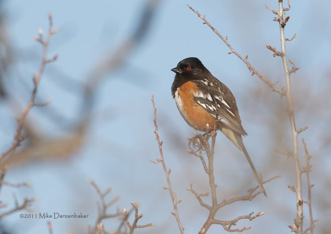 Spotted Towhee (Pipilo maculatus) photo